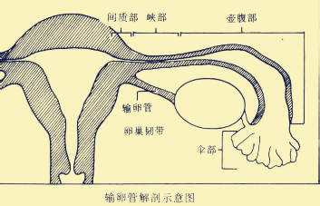 赠卵试管三代代怀移植后会出现孕酮过低吗？这时我应该怎么做？