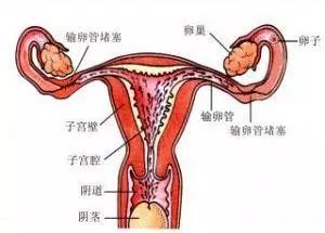 爱嘉国际借卵做生子供卵试管费用多少卵泡黄素化可以借卵做赠卵试管自怀吗
