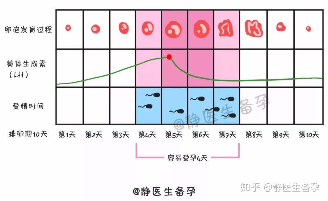 试管问答代怀生子网移植前要做好哪些准备